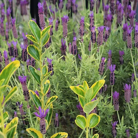 Apartmán Le Du Chene Rouvre Corbeil-Cerf