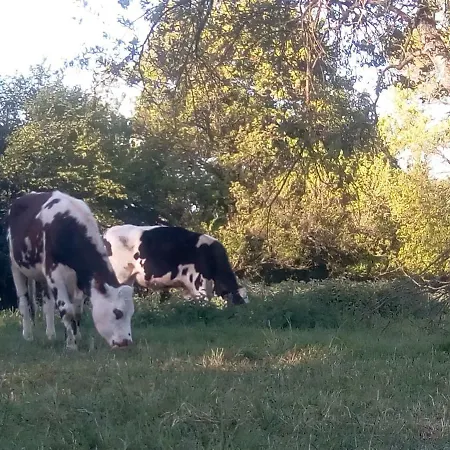 Le Du Chene Rouvre * Corbeil-Cerf