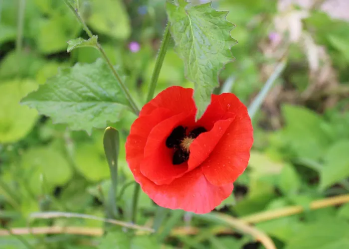 Lägenhet Le Du Chene Rouvre *