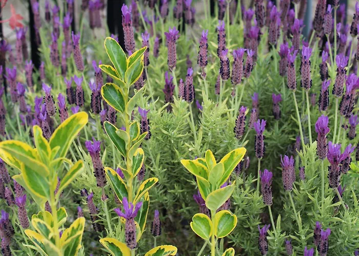 Lägenhet Le Du Chene Rouvre Corbeil-Cerf