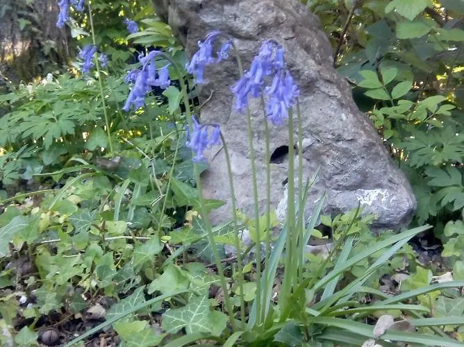 Le Du Chene Rouvre Lägenhet Corbeil-Cerf